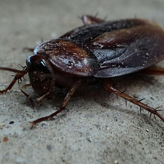 Cockroaches, Pest Control in Acton, W3. Call Now! 020 8166 9746