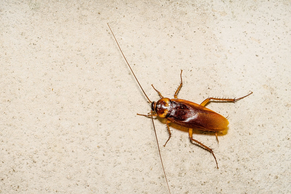 Cockroach Control, Pest Control in Acton, W3. Call Now 020 8166 9746