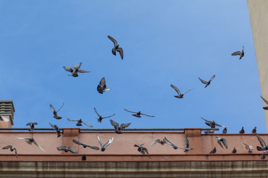 Pigeon Pest, Pest Control in Acton, W3. Call Now 020 8166 9746