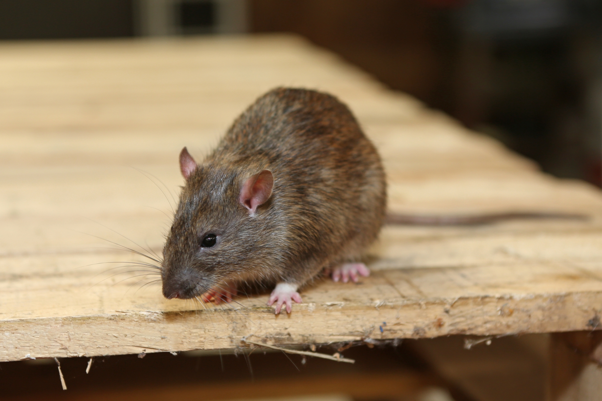 Rat Infestation, Pest Control in Acton, W3. Call Now 020 8166 9746