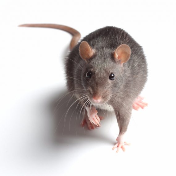 Rats, Pest Control in Acton, W3. Call Now! 020 8166 9746