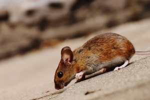 Mouse extermination, Pest Control in Acton, W3. Call Now 020 8166 9746
