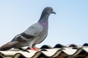 Pigeon Control, Pest Control in Archway, N19. Call Now 020 8166 9746