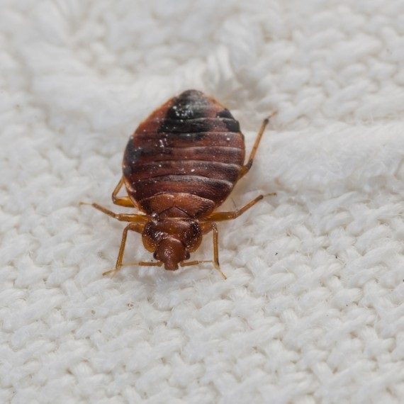 Bed Bugs, Pest Control in Ashford, TW15. Call Now! 020 8166 9746