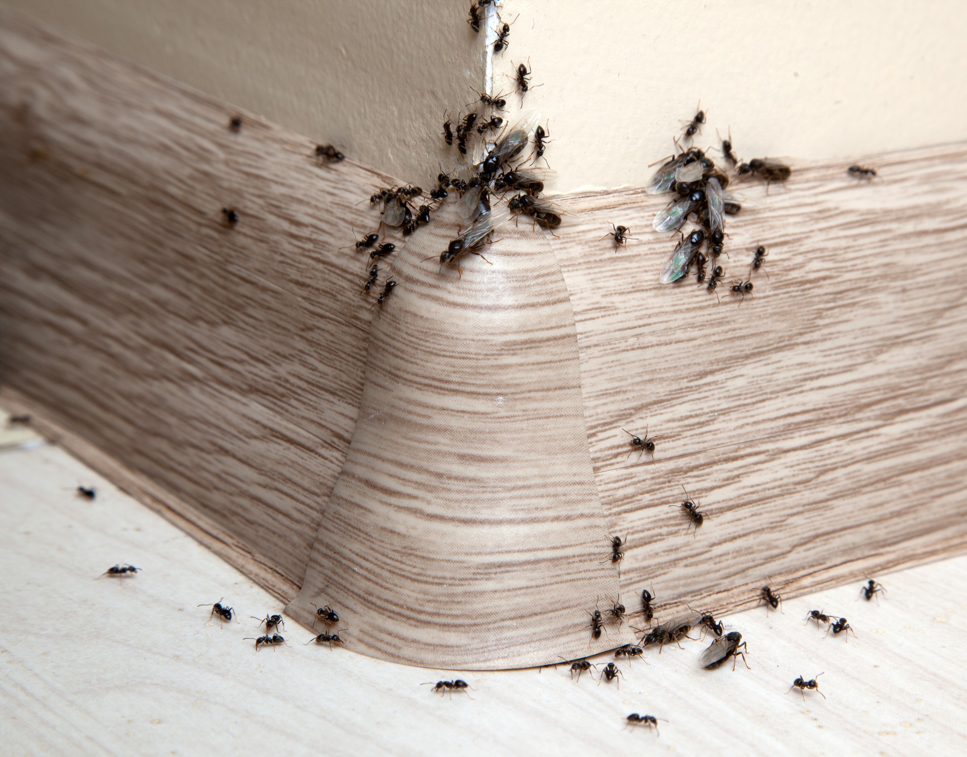 Ant Infestation, Pest Control in Bellingham, SE6. Call Now 020 8166 9746