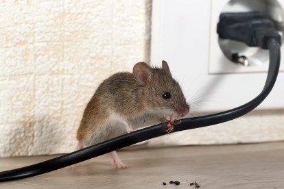 Pest Control in Bellingham, SE6. Call Now! 020 8166 9746