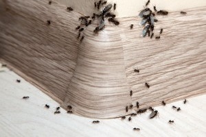 Ant Control, Pest Control in Bexley, DA5. Call Now 020 8166 9746