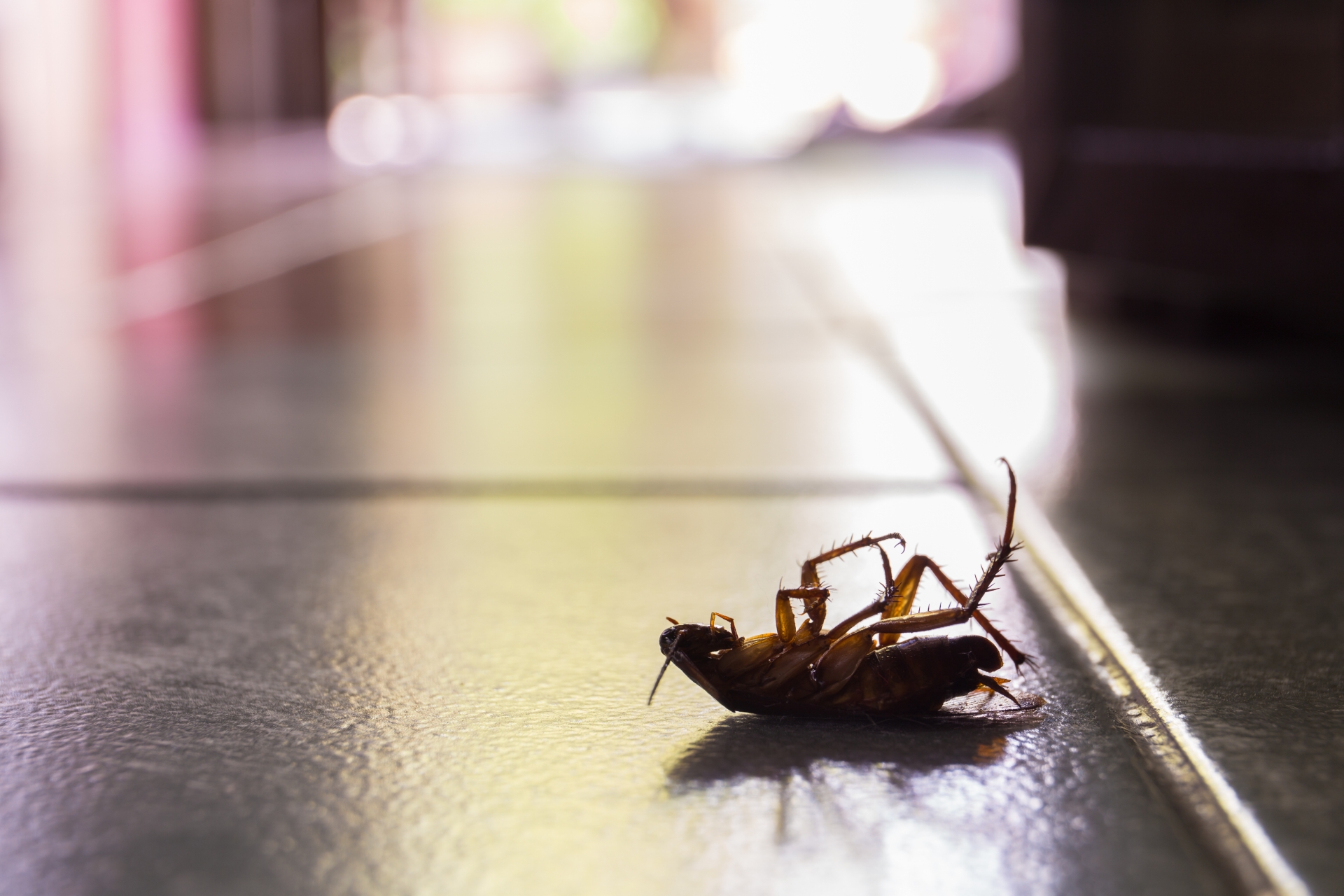 Cockroach Control, Pest Control in Clerkenwell, Finsbury, Barbican, EC1. Call Now 020 8166 9746