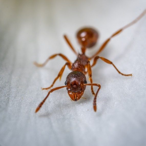 Field Ants, Pest Control in Dagenham, RM8, RM9, RM10. Call Now! 020 8166 9746