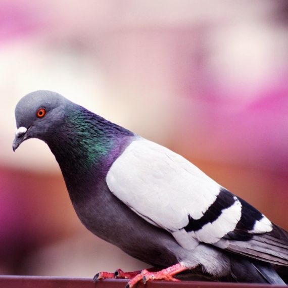 Birds, Pest Control in Dagenham, RM8, RM9, RM10. Call Now! 020 8166 9746