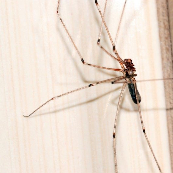 Spiders, Pest Control in Gidea Park, Heath Park, RM2. Call Now! 020 8166 9746