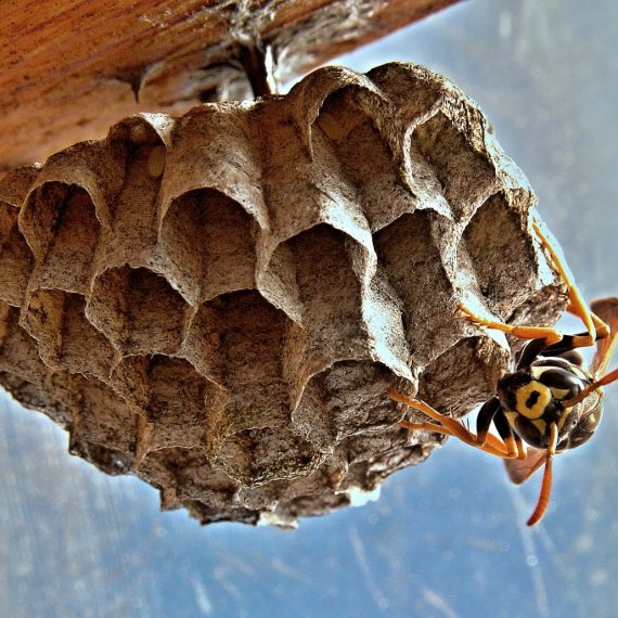 Wasps Nest, Pest Control in Gidea Park, Heath Park, RM2. Call Now! 020 8166 9746