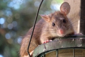 Rat Infestation, Pest Control in Hampton, KT8. Call Now 020 8166 9746