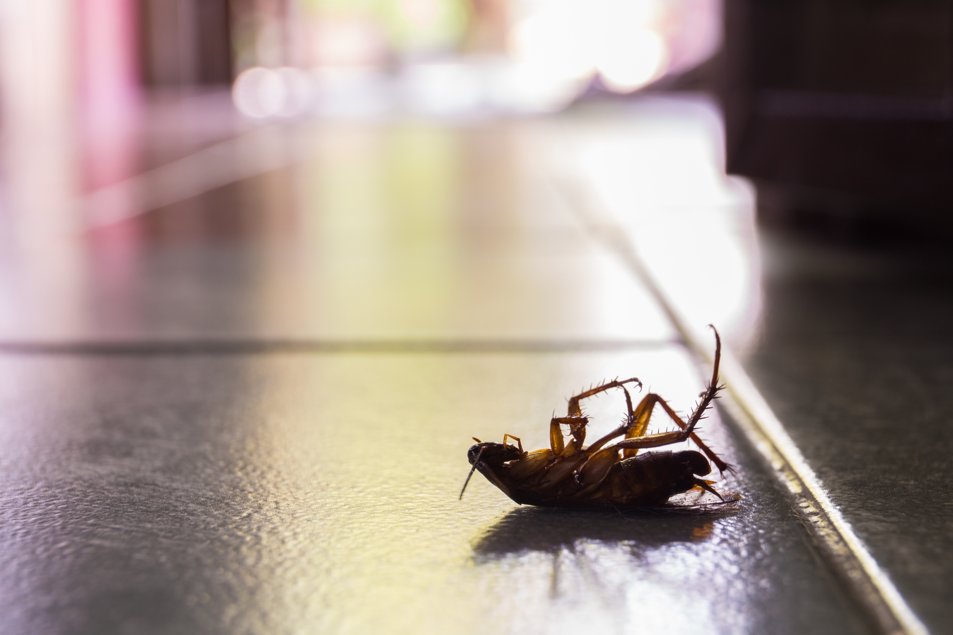 Cockroach Control, Pest Control in Erith Marshes, DA18. Call Now 020 8166 9746