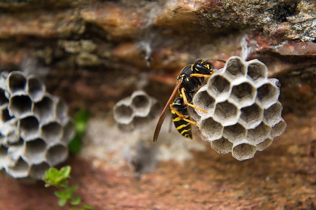Ant Control, Pest Control in Grays, Badgers Dene, RM17. Call Now 020 8166 9746