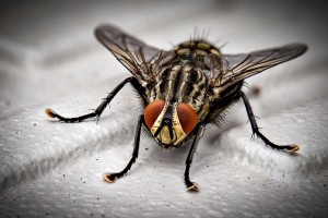 Insect Control, Pest Control in Kew, North Sheen, TW9. Call Now 020 8166 9746