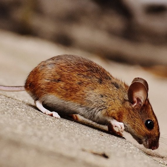 Mice, Pest Control in Teddington, Fulwell, TW11. Call Now! 020 8166 9746