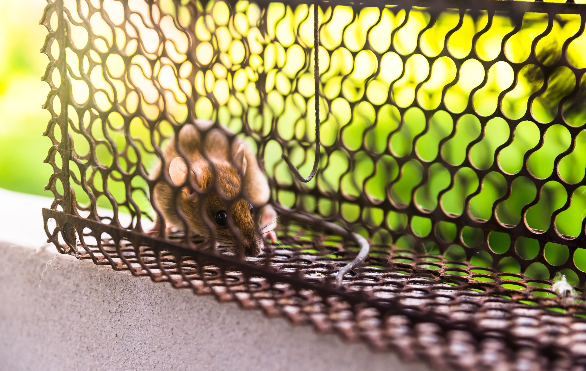 Rodent Control, Pest Control in Thames Ditton, Weston Green, KT7. Call Now 020 8166 9746