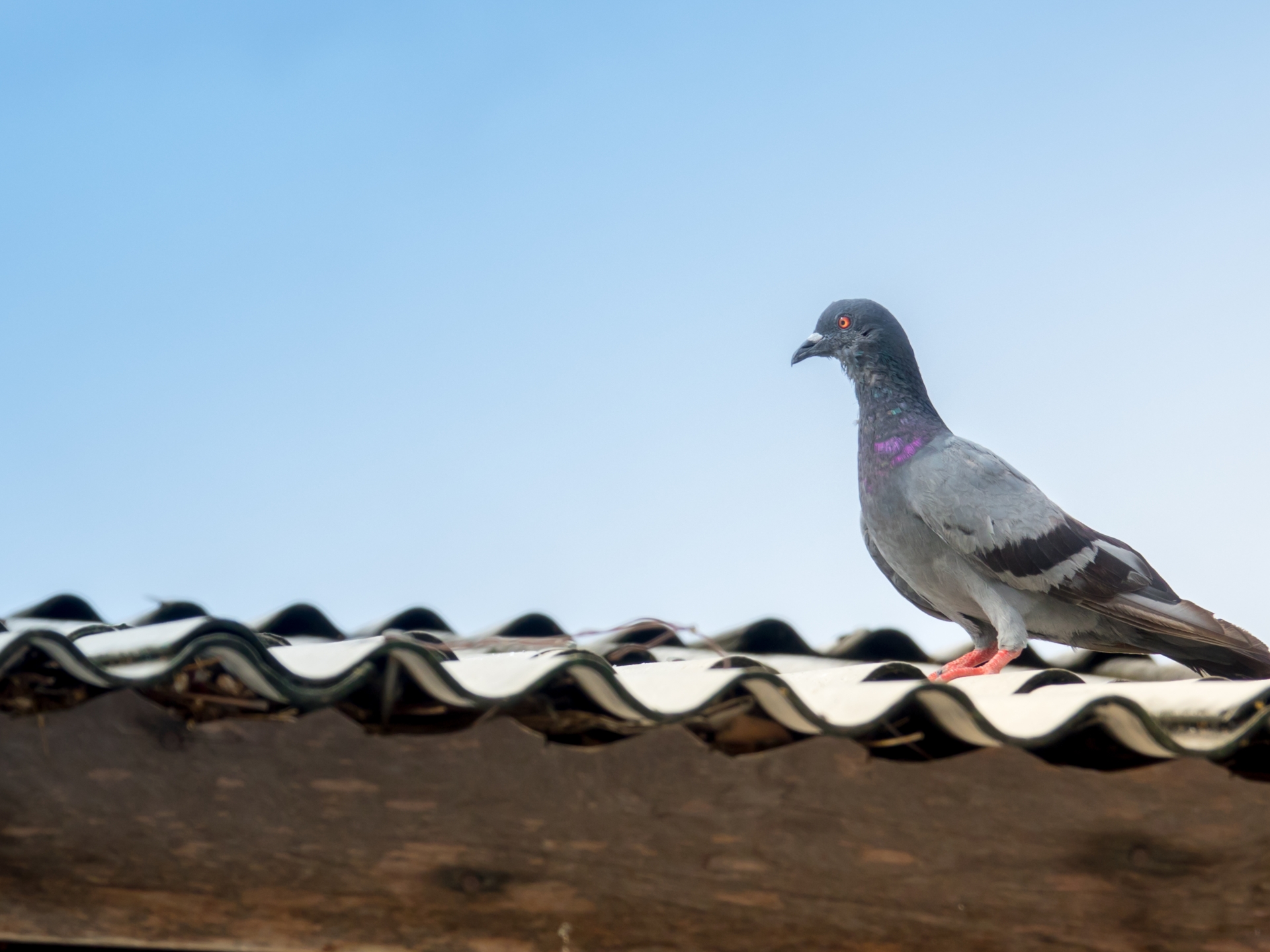 Electronic Pest Control, Pest Control in Winchmore Hill, N21. Call Now 020 8166 9746